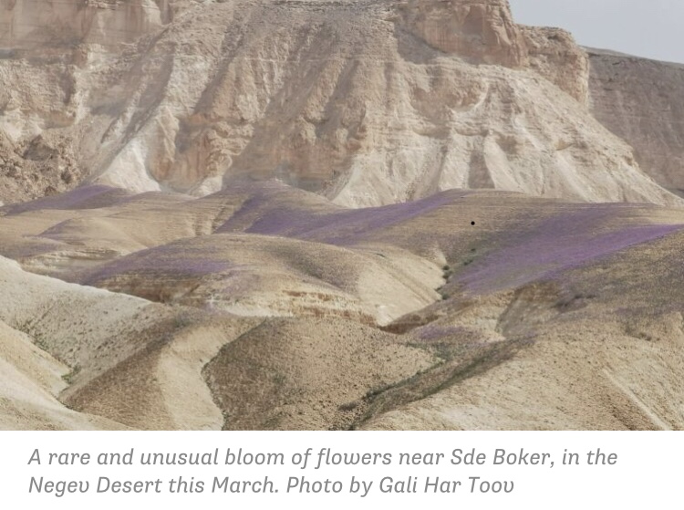Streams in the&nbsp;Desert