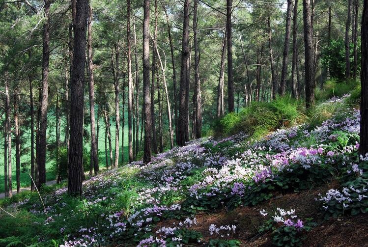 Schnitzel, Cyclamen and Land&nbsp;Mines…